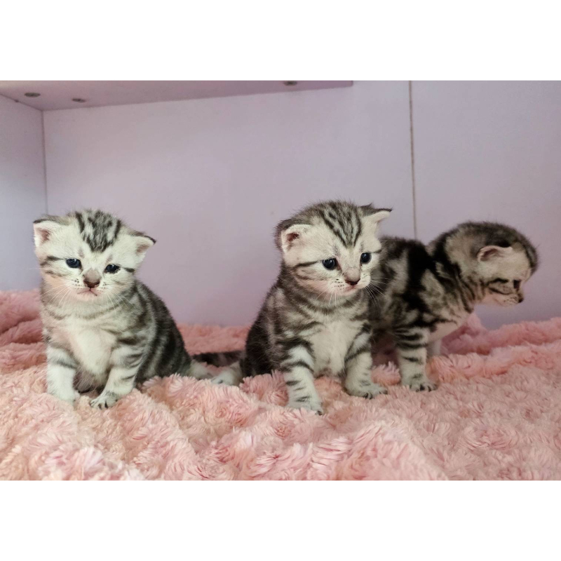 超美銀螺旋紋美短