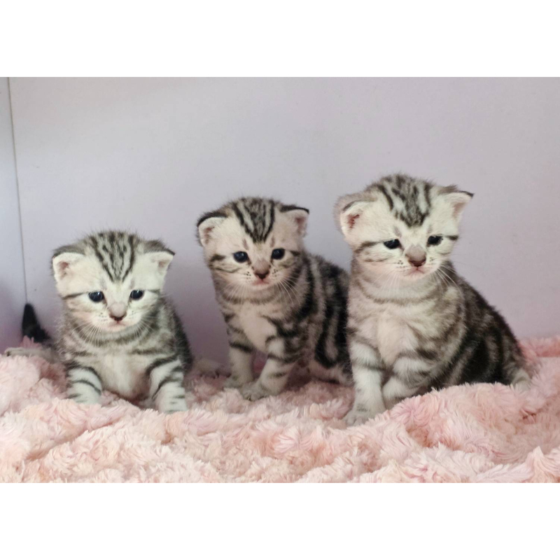 超美銀螺旋紋美短