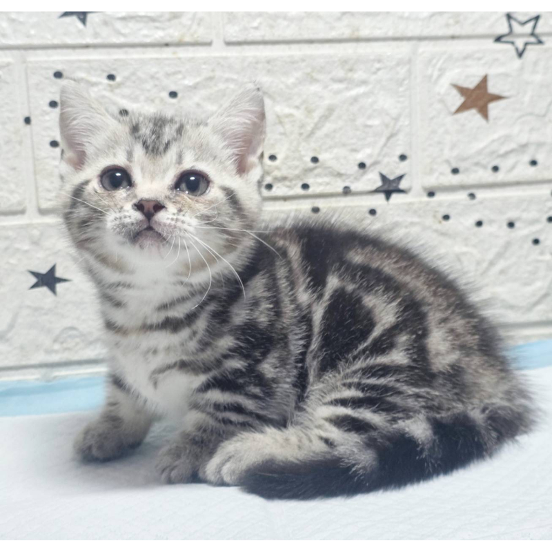 超美螺旋紋曼赤肯妹妹