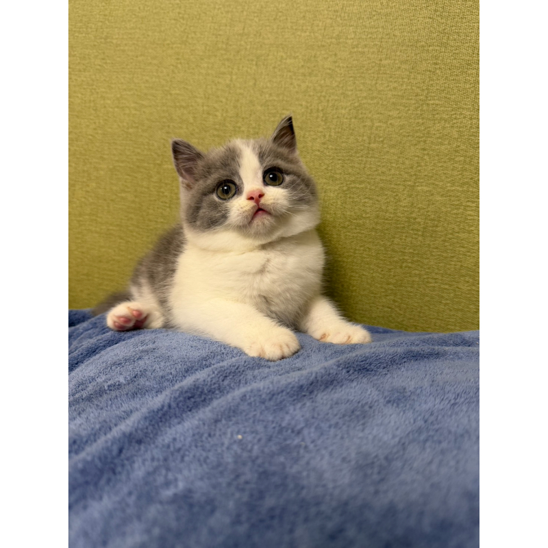 超級包子臉藍白正賓士英短妹妹