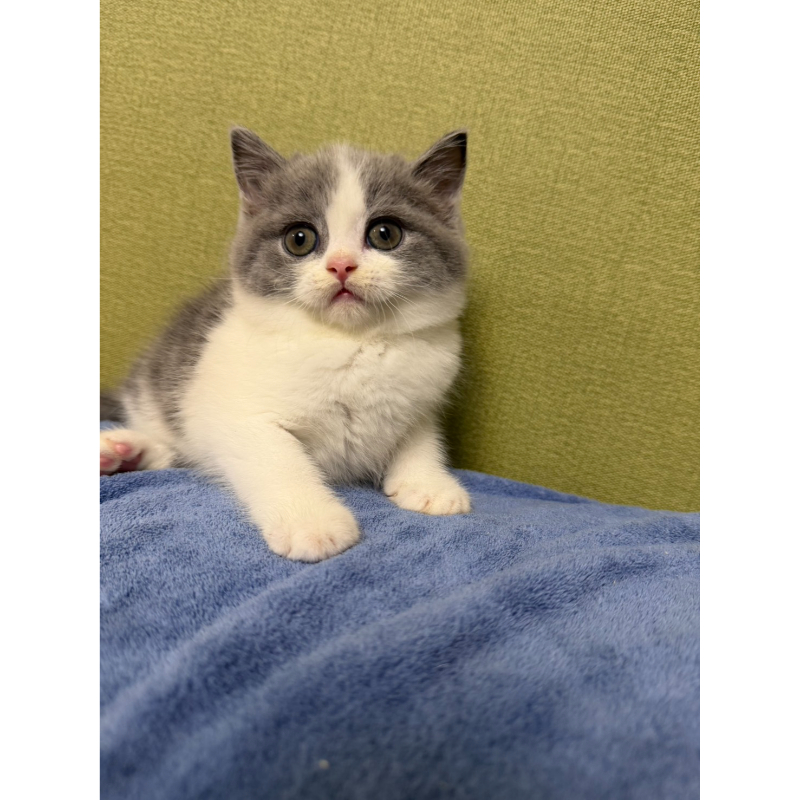 超級包子臉藍白正賓士