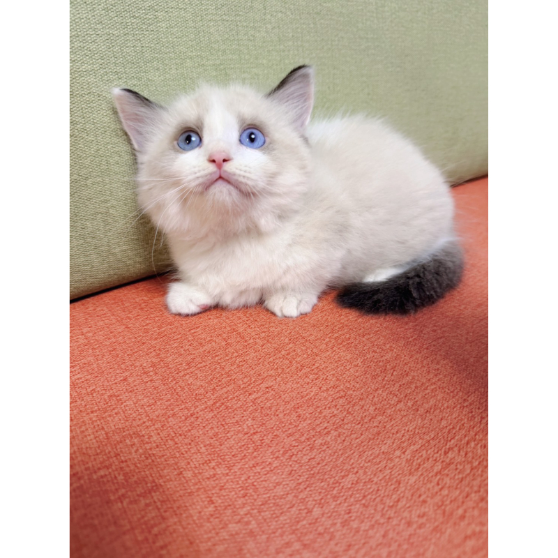 高端異瞳眼海雙曼赤肯（超短腿）