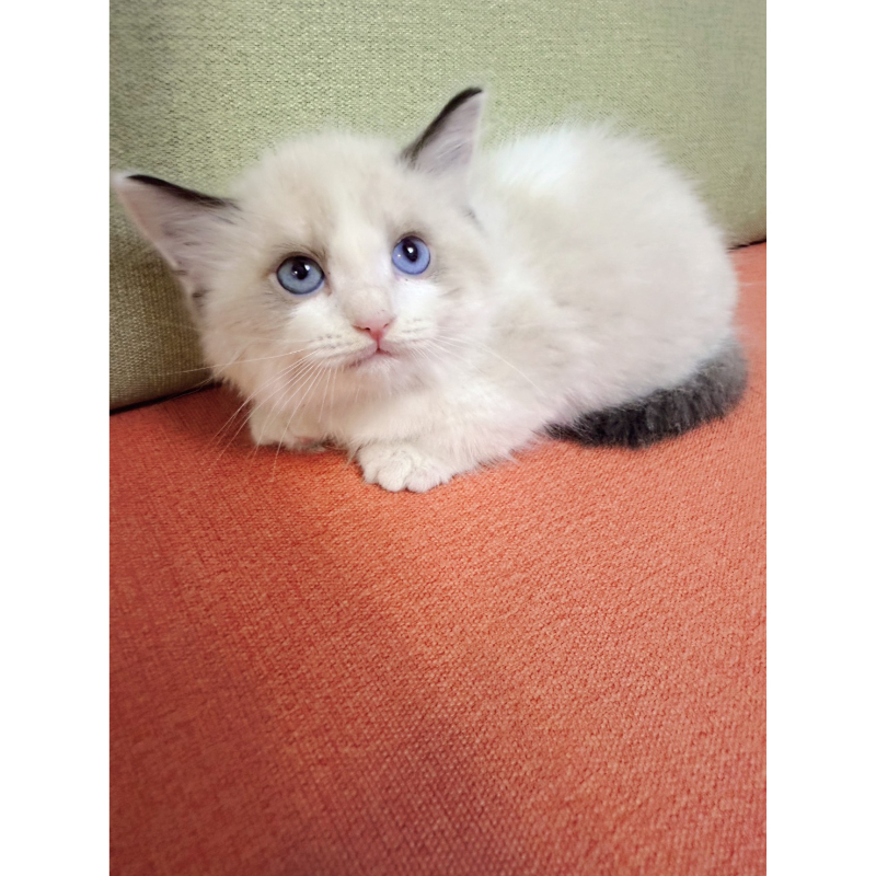 高端異瞳眼海雙曼赤肯