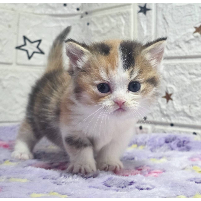 金三花曼赤肯妹妹