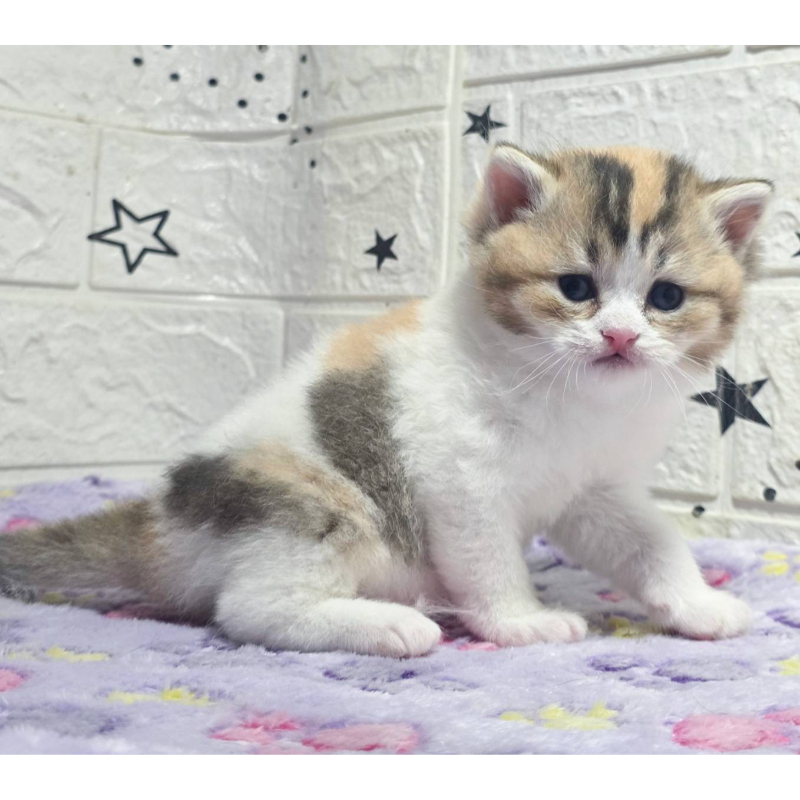 金三花英短妹妹