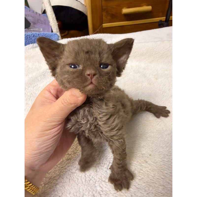 稀有肉桂色德文捲毛弟