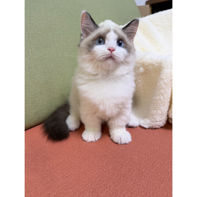 高級數海雙正賓士布偶