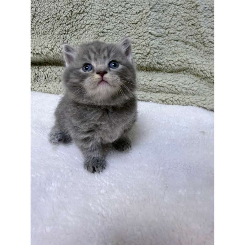 超級包子臉藍虎斑曼赤