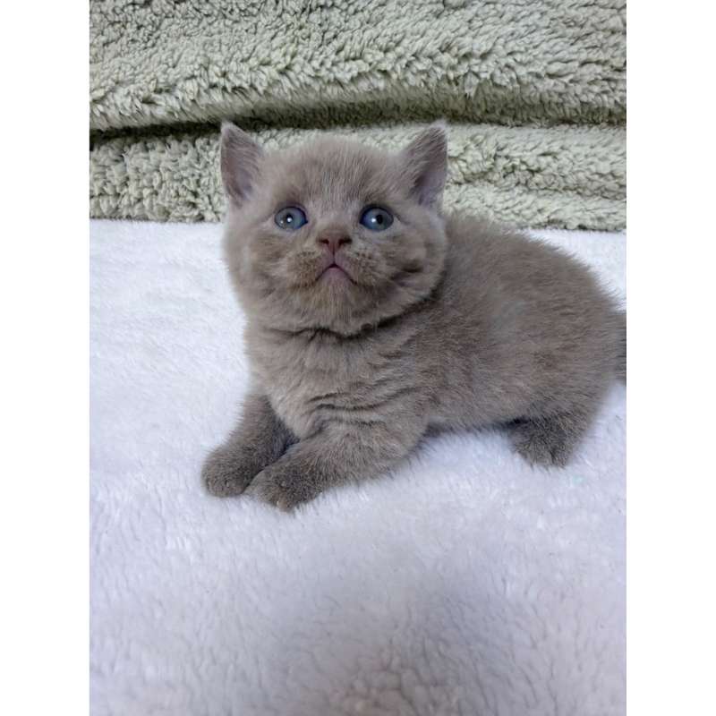 甜美微笑唇紫丁香曼赤