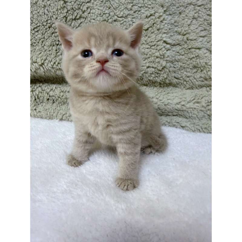 包子臉小鹿色英短弟弟