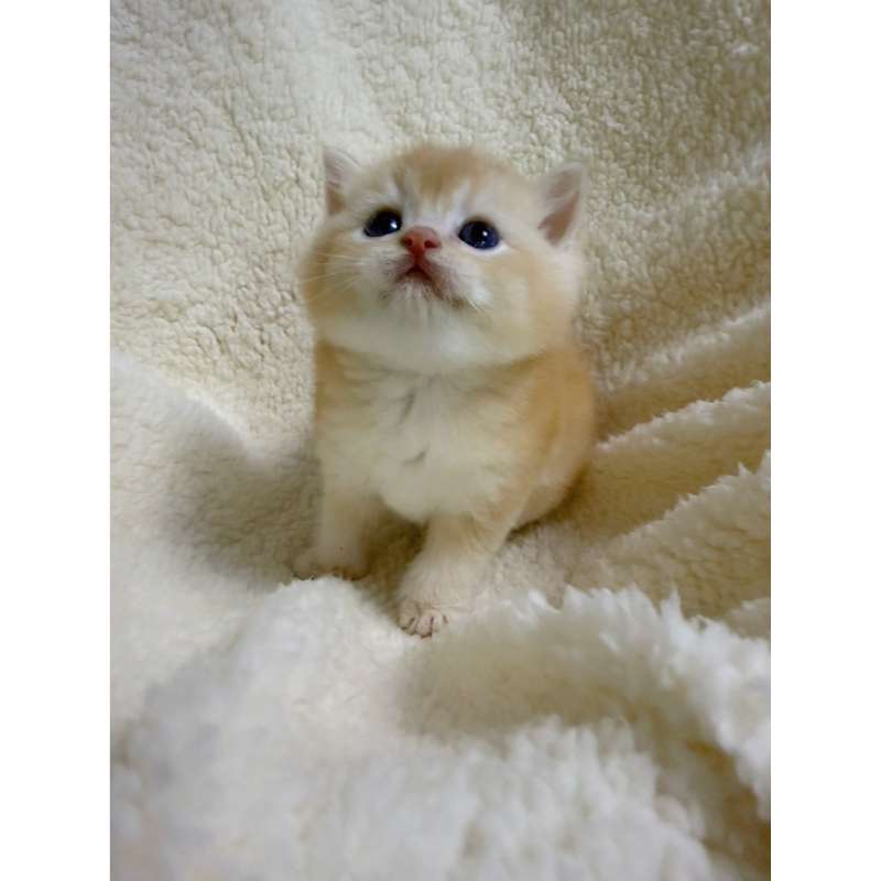 金燦燦～黃金漸層弟弟