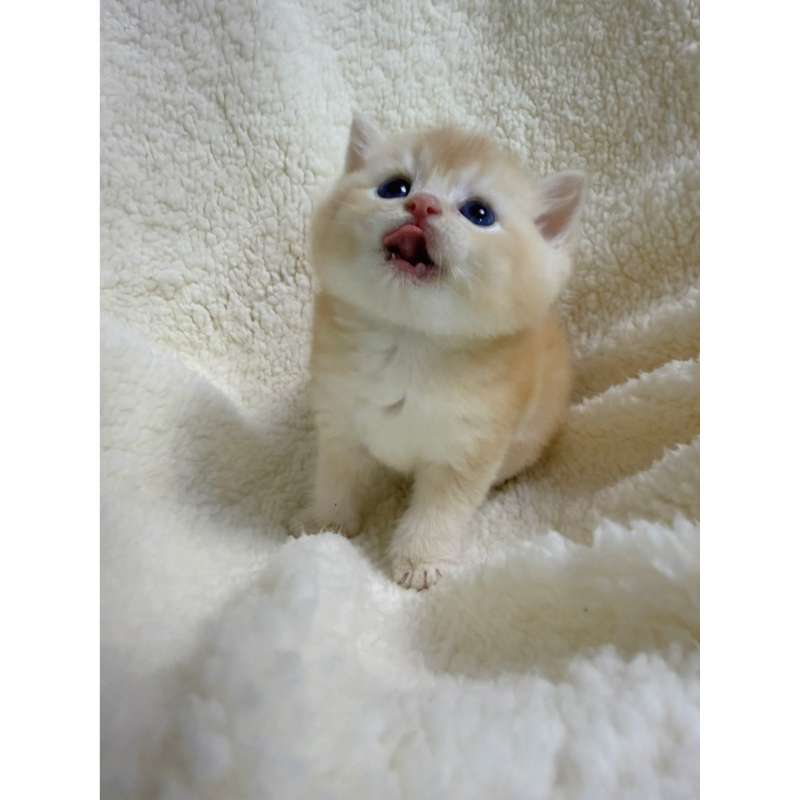 金燦燦～黃金漸層弟弟