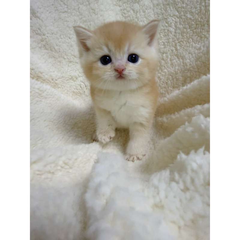 金燦燦～黃金漸層弟弟