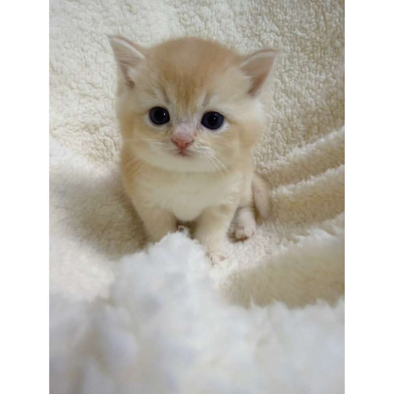 金燦燦～黃金漸層弟弟