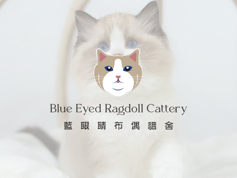 布偶貓日常