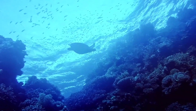 國泰投信ESG形象-海誓山盟你我開始!【資誠永續影響力獎】