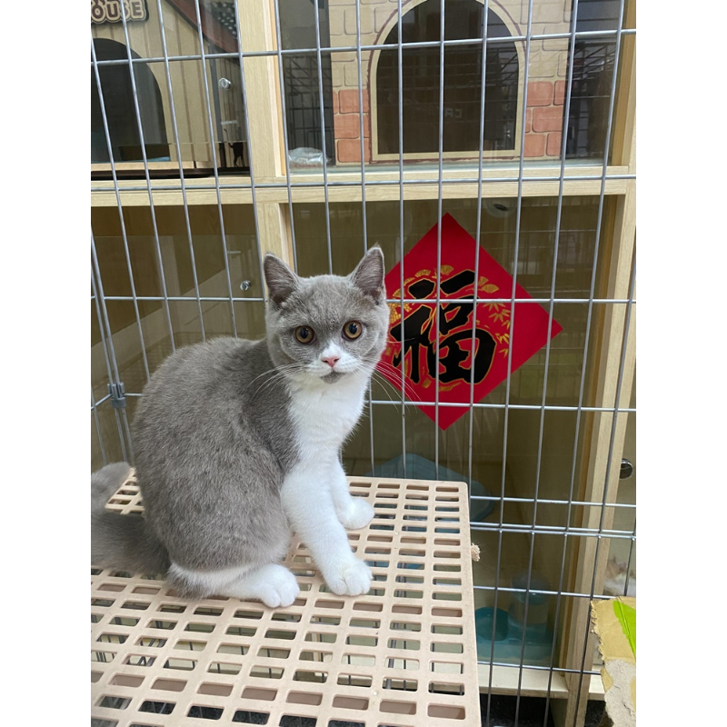 英國短毛貓