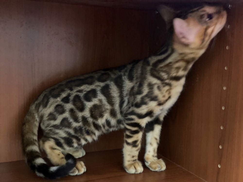 豹貓