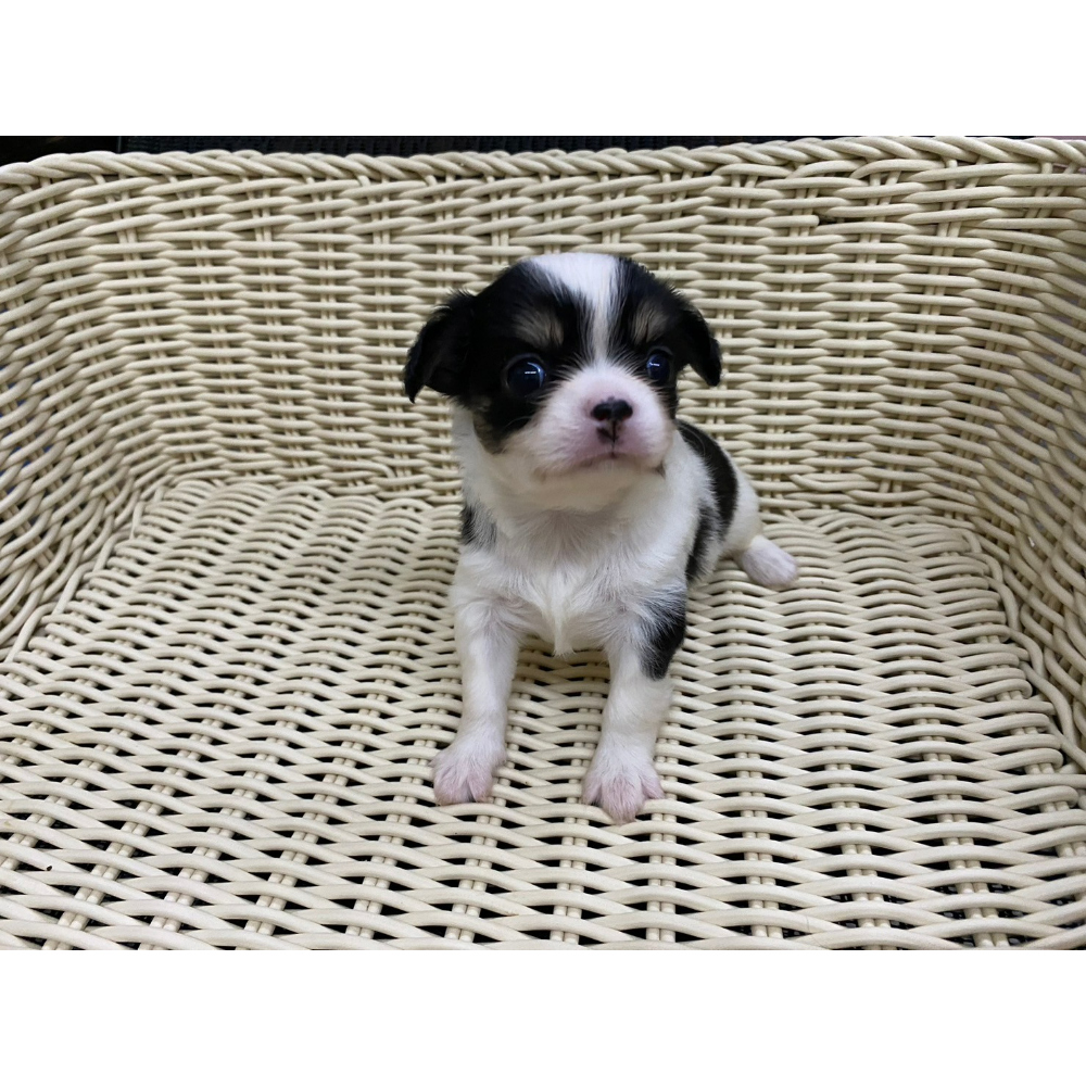長毛吉娃娃