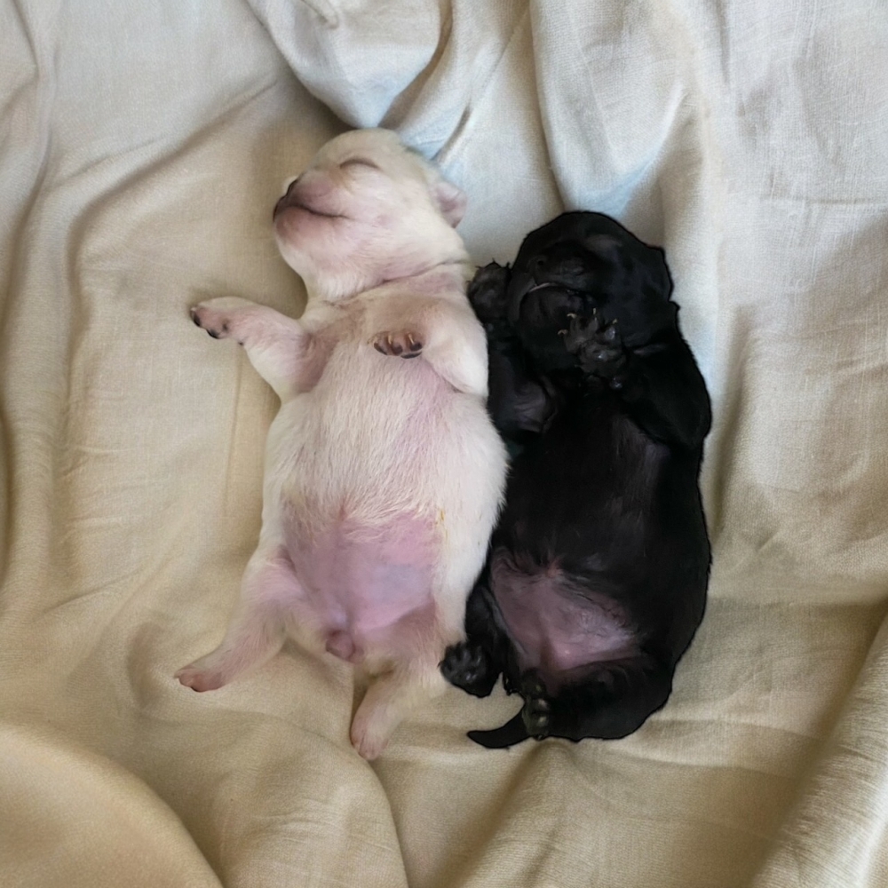 巴哥犬