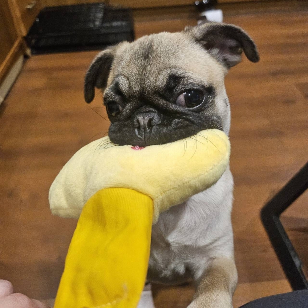 巴哥犬