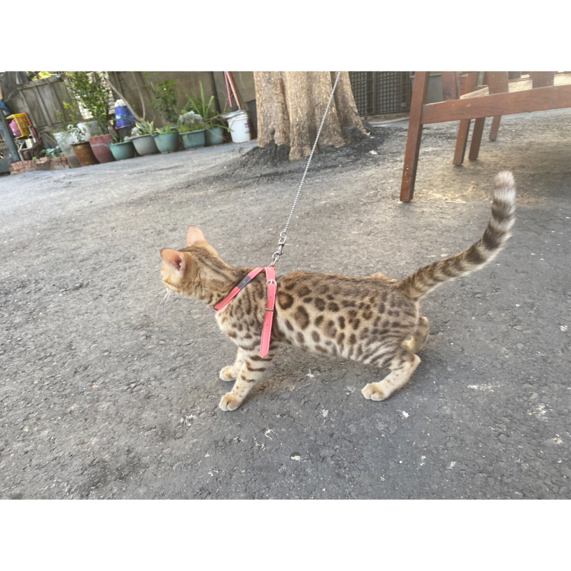 豹貓