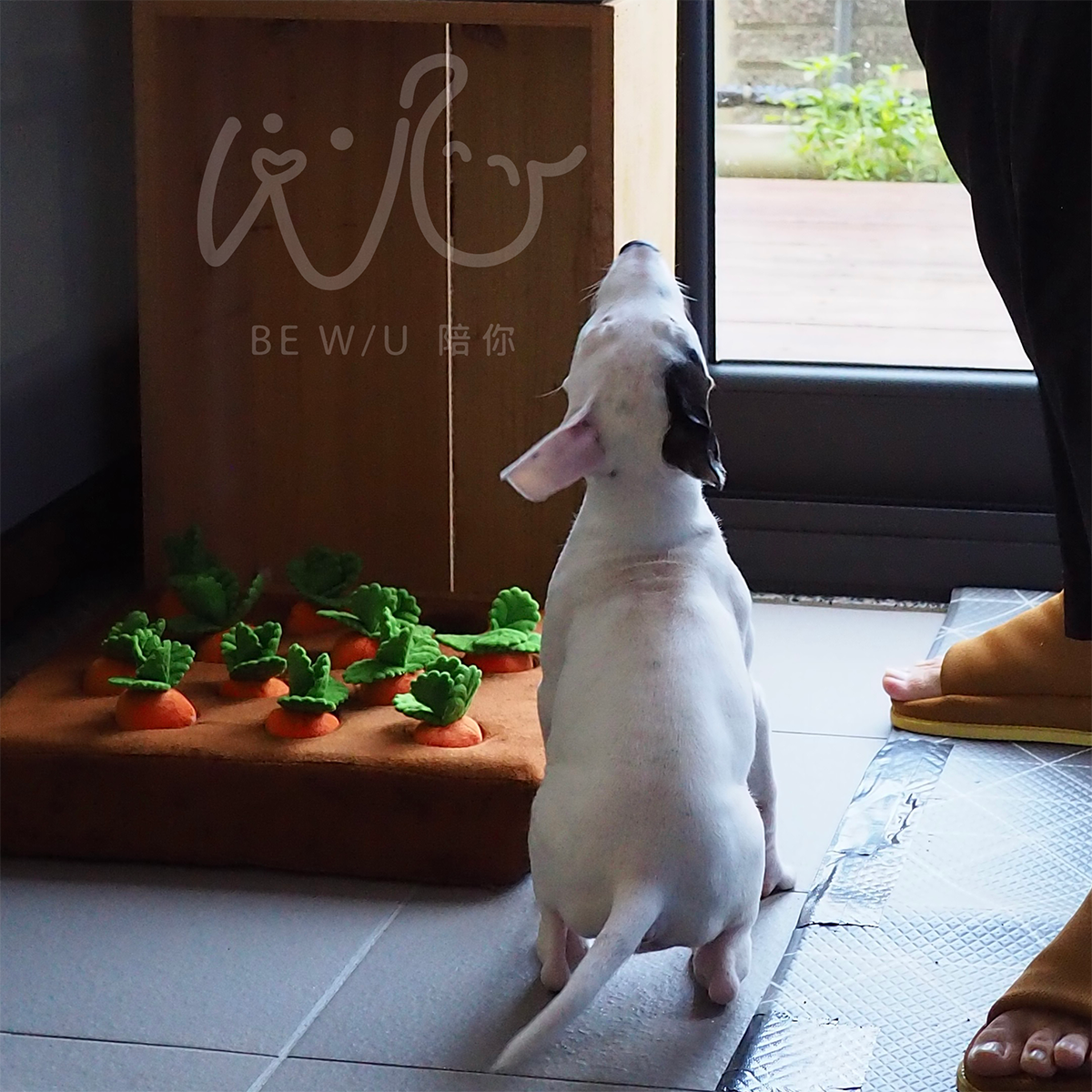 到府訓練實況 >>更