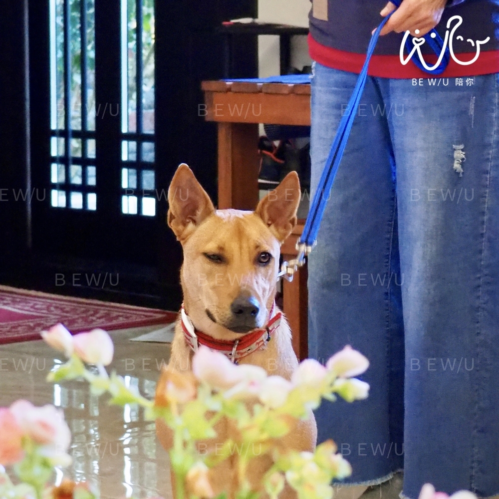 到府訓練實況 >>更