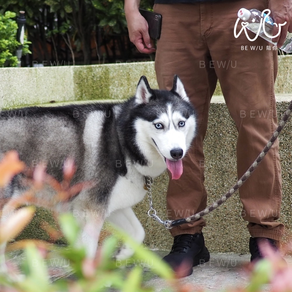 到府訓練實況 >>更