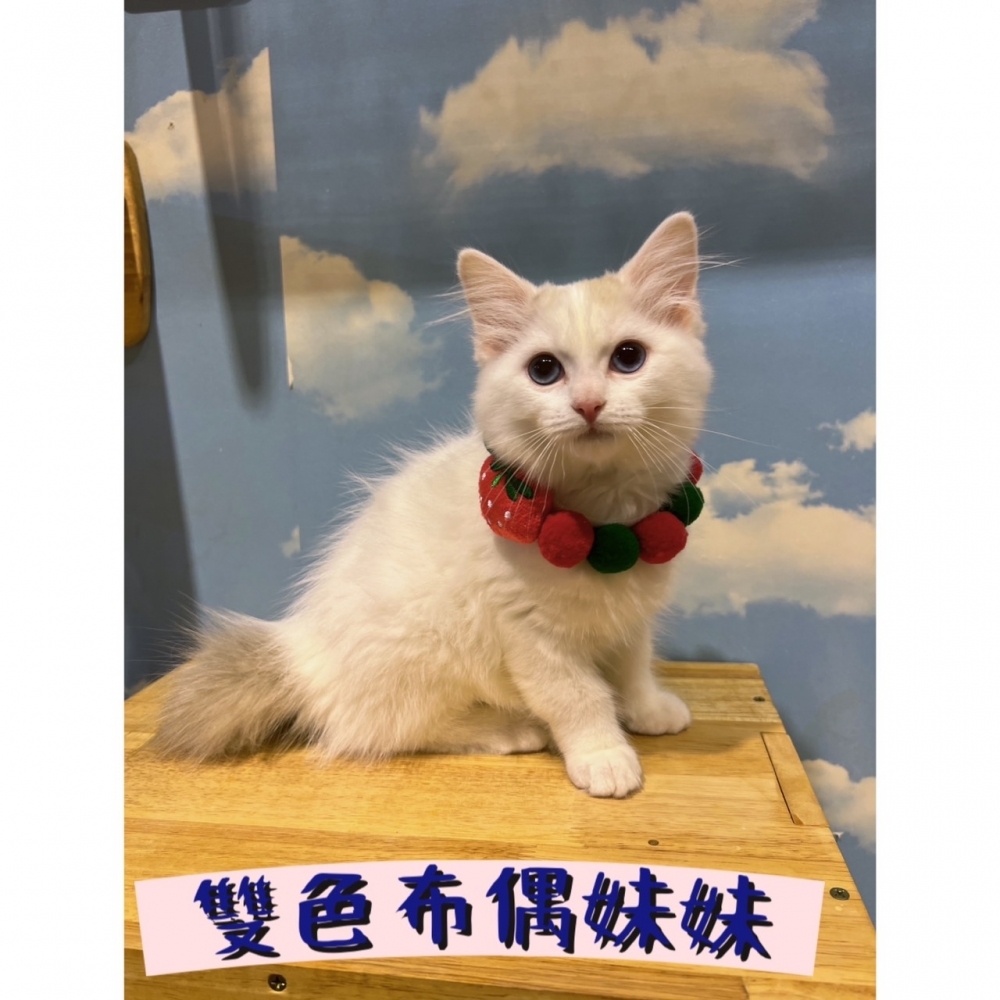 布偶貓(已售出)