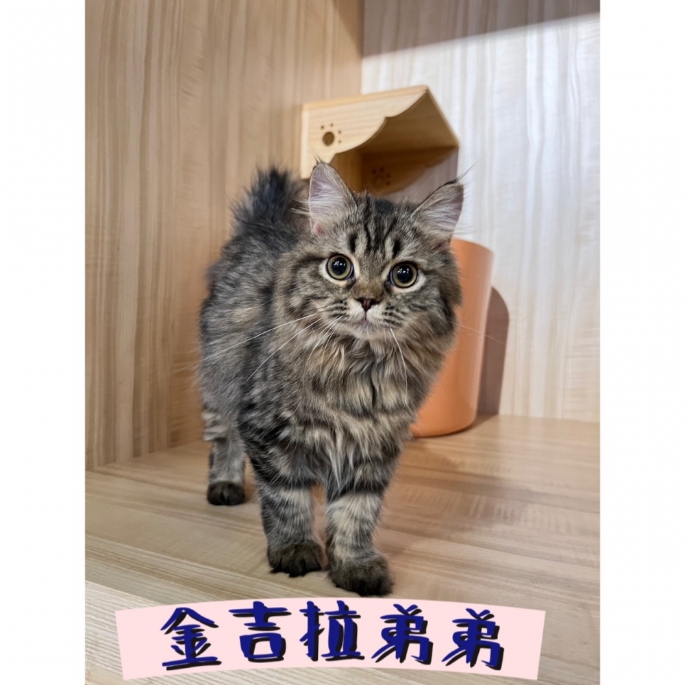 金吉拉(已售出)