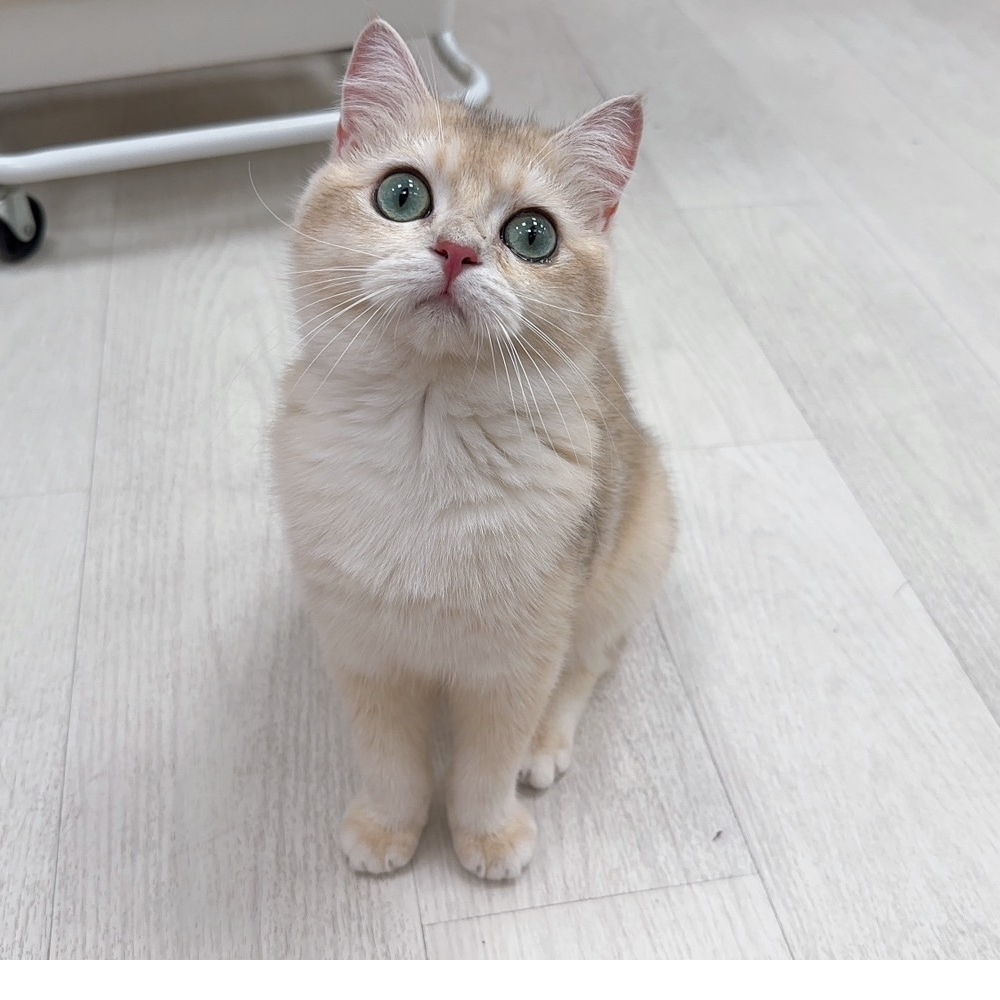 【已有家】英國短毛貓