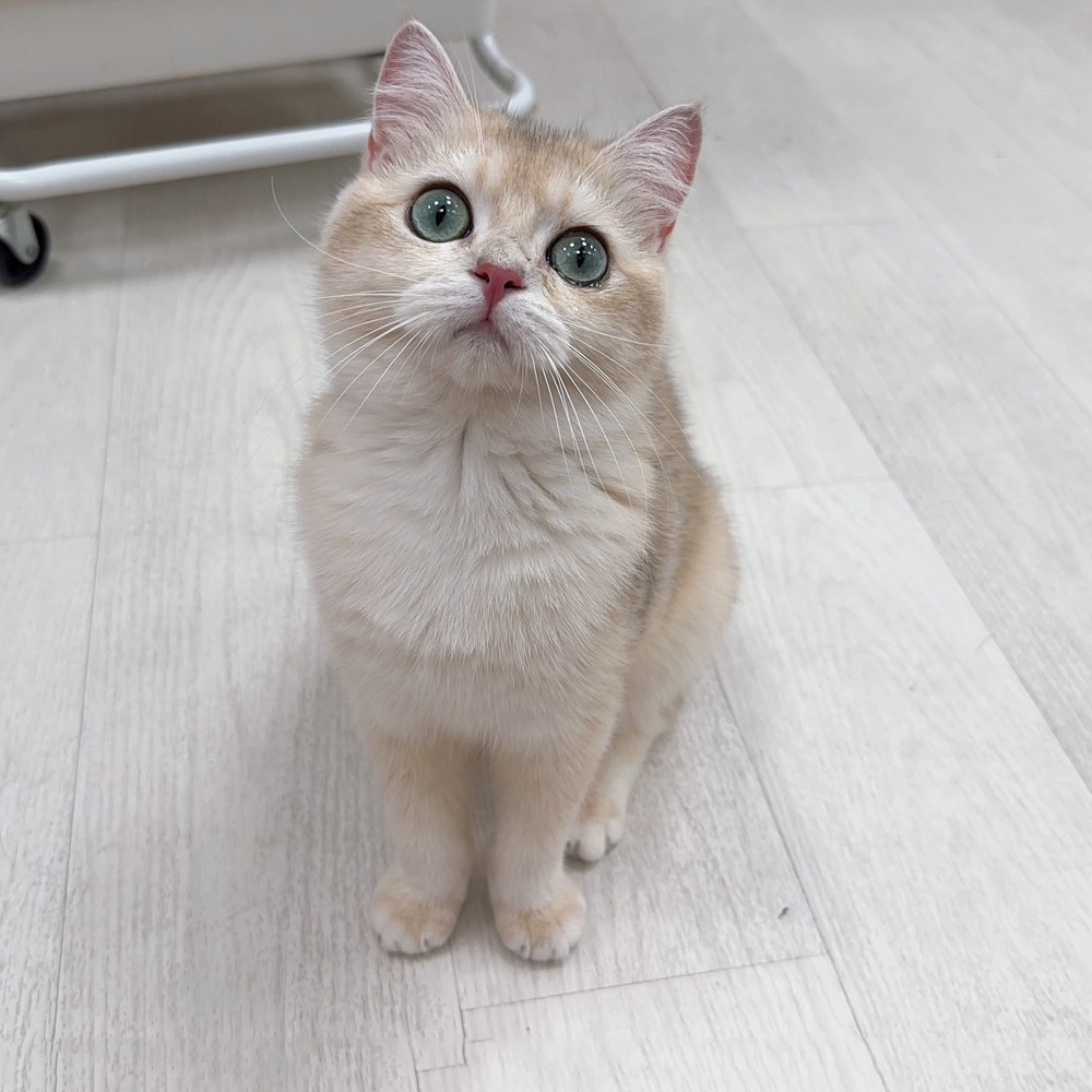 【已有家】英國短毛貓