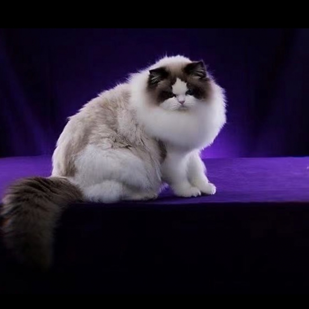 【已有家】布偶貓