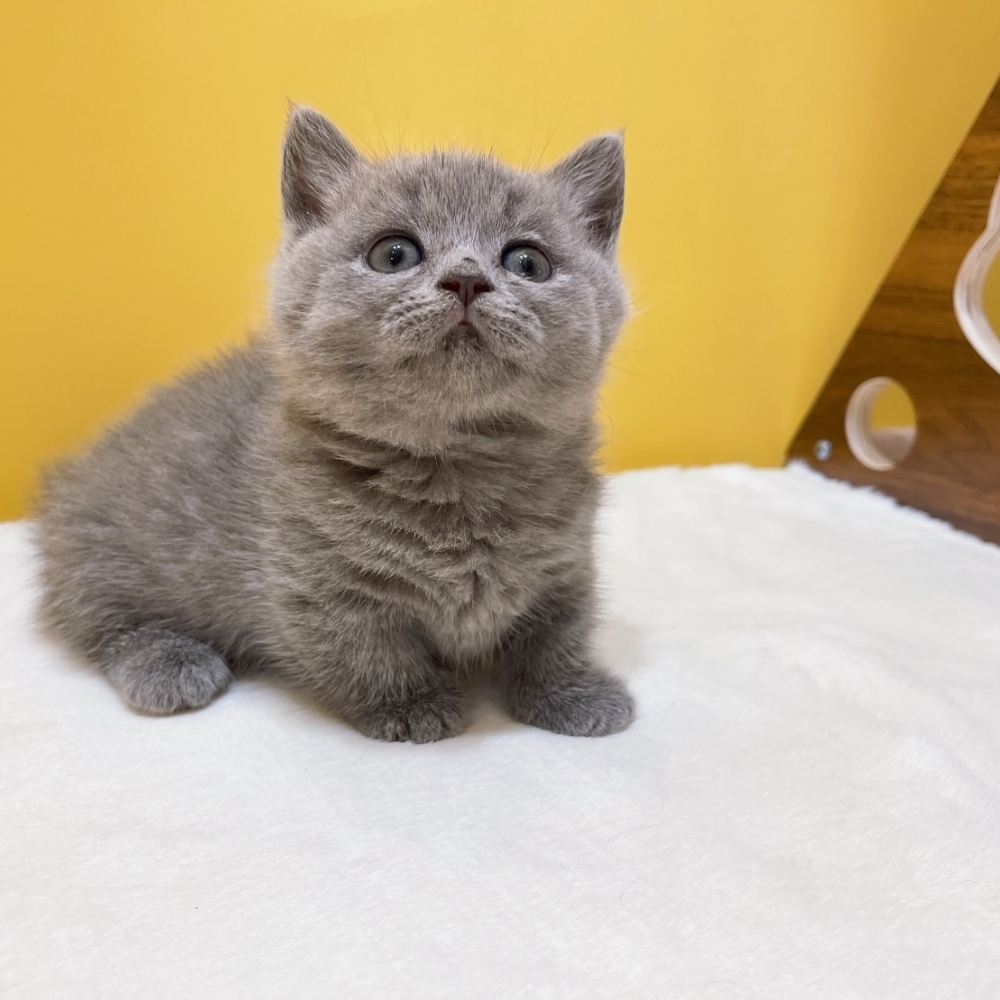 【已有家】曼赤肯