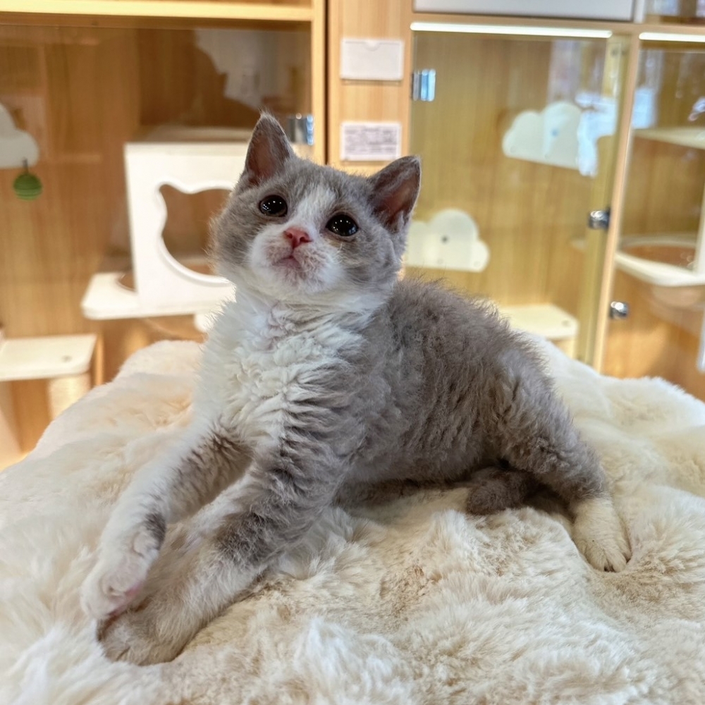 【已有家】塞爾凱克