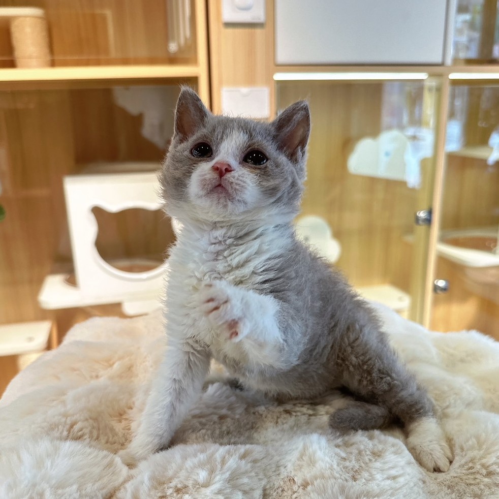 【已有家】塞爾凱克