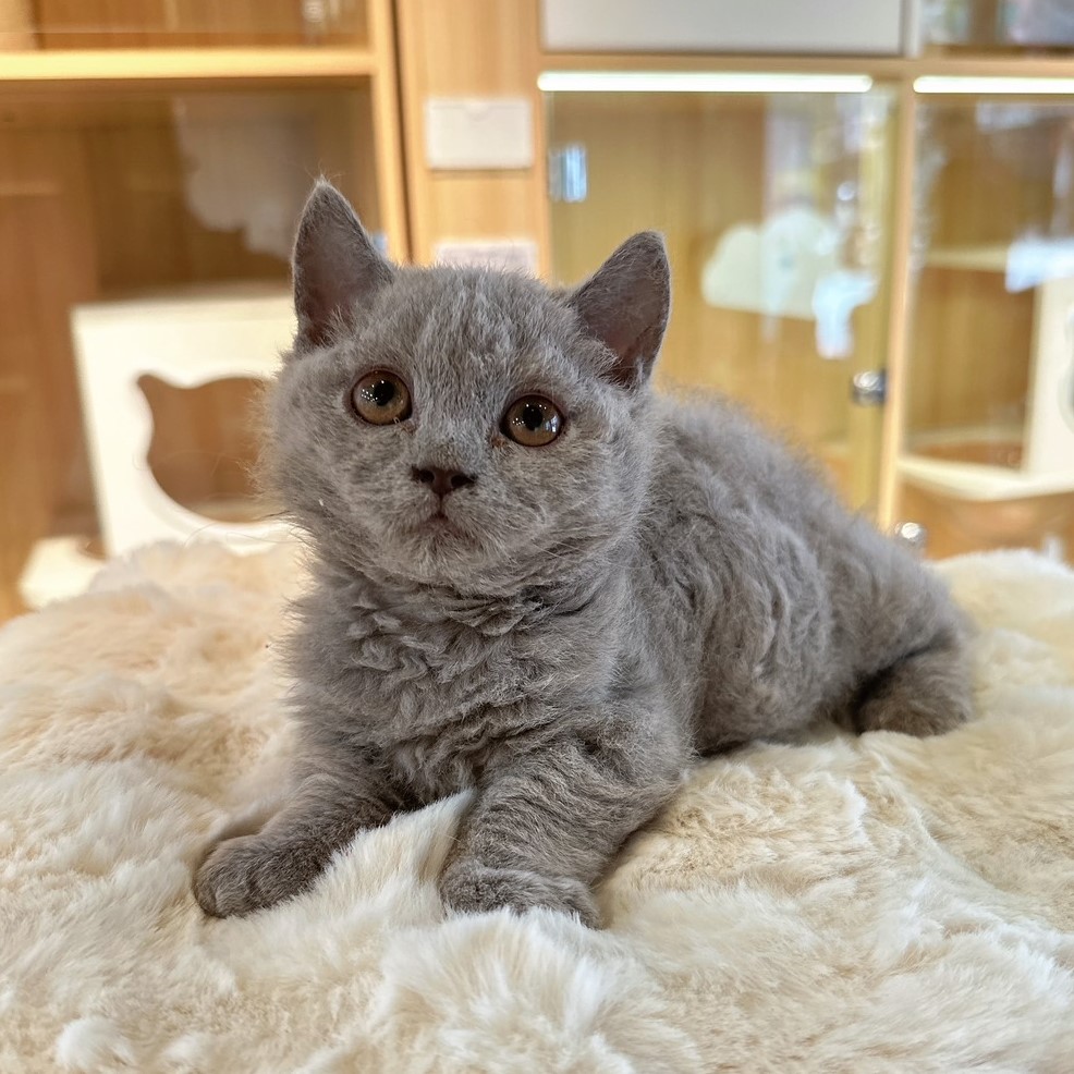 【已有家】曼赤肯