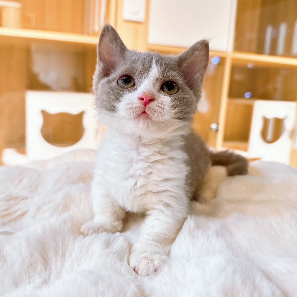 【已有家】曼赤肯