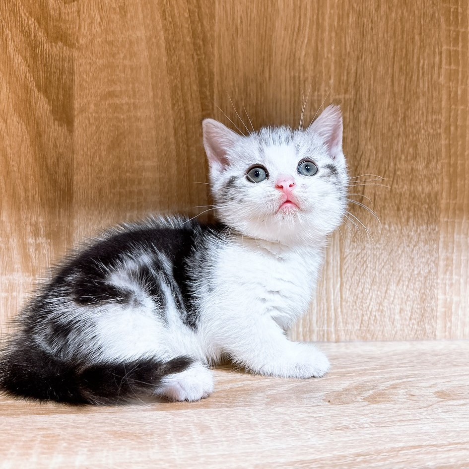 【已有家】曼赤肯