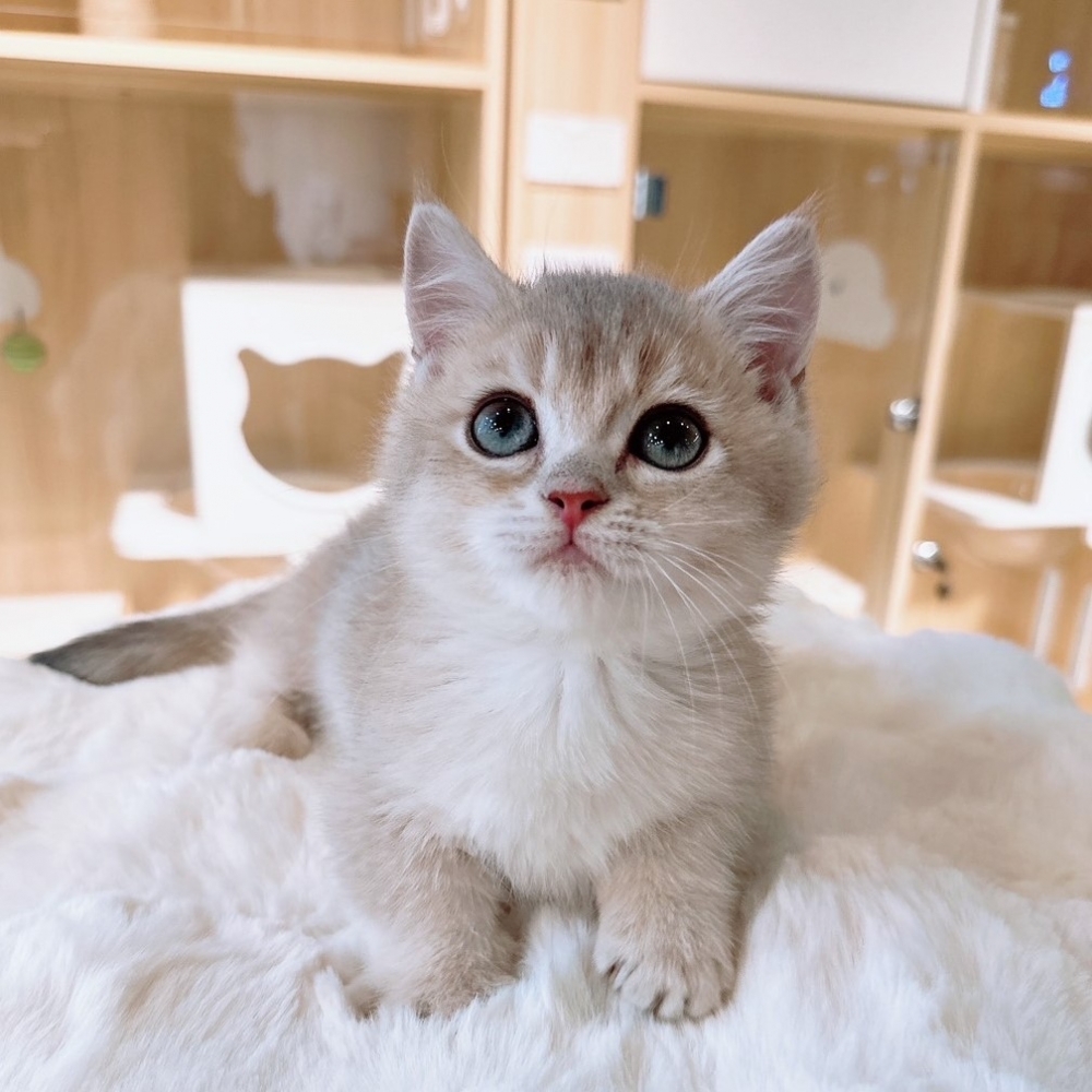 【已有家】曼赤肯