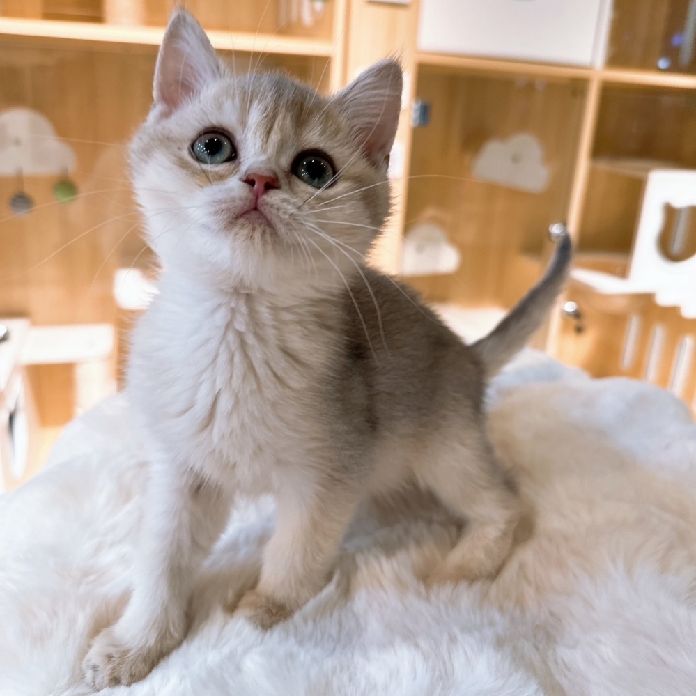 【已有家】英國短毛貓