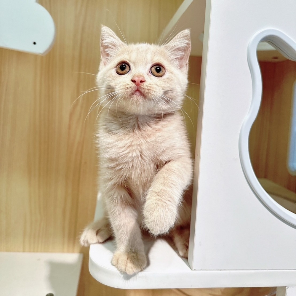 【已有家】英國短毛貓