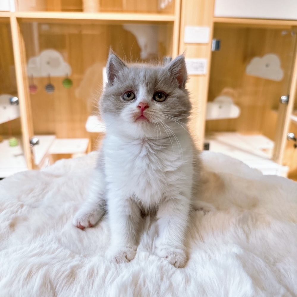 【已有家】英國短毛貓