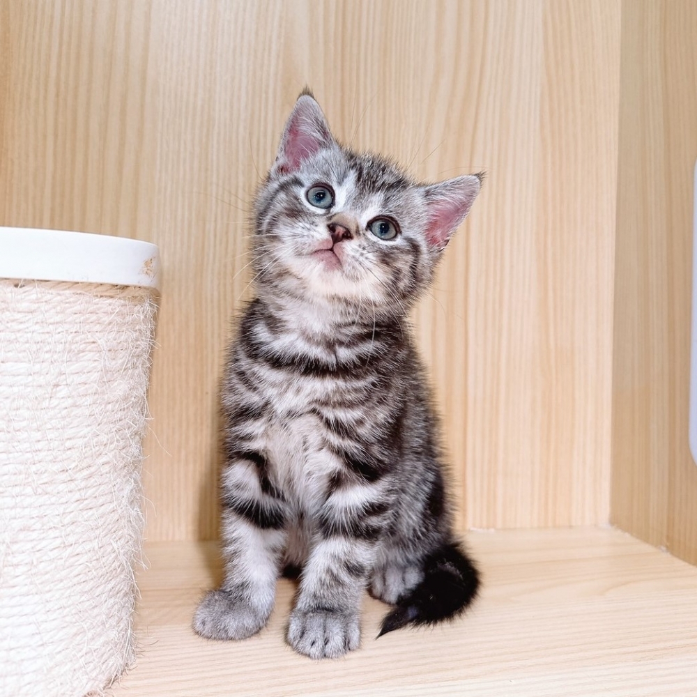 【已有家】美國短毛貓