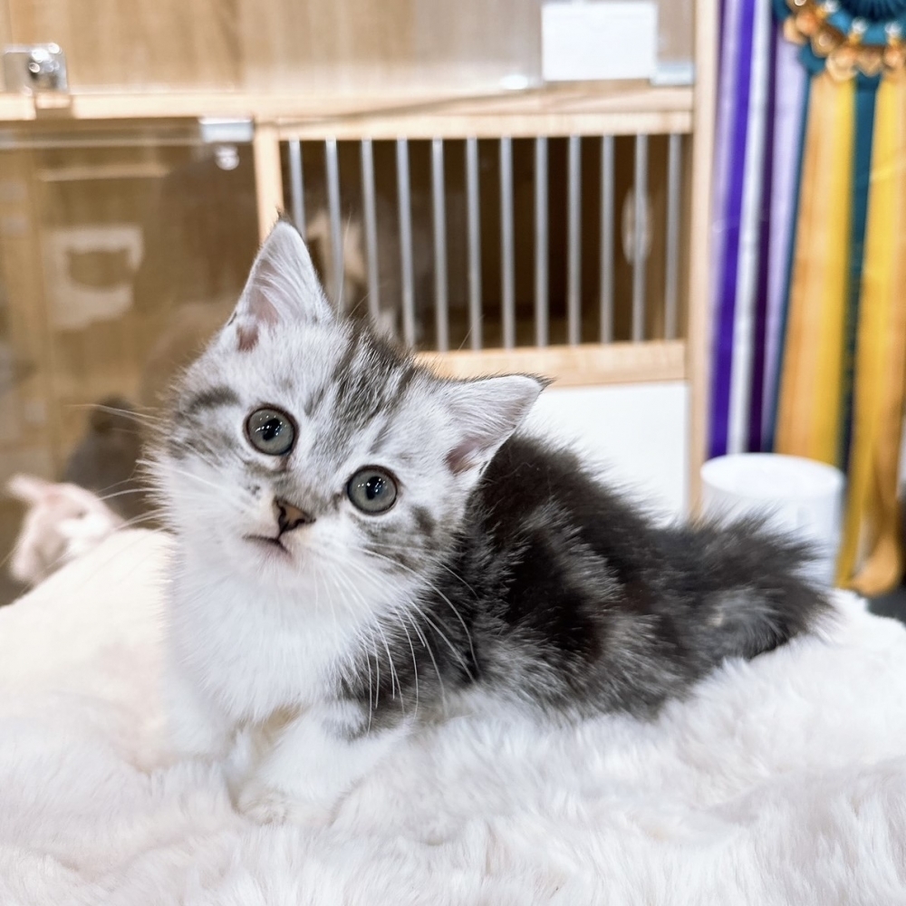 【已有家】曼赤肯