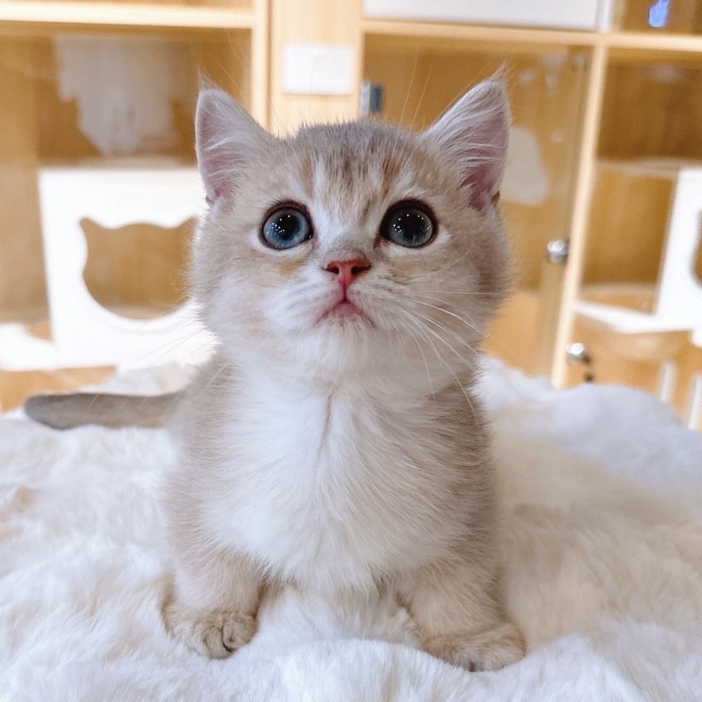 【已有家】曼赤肯