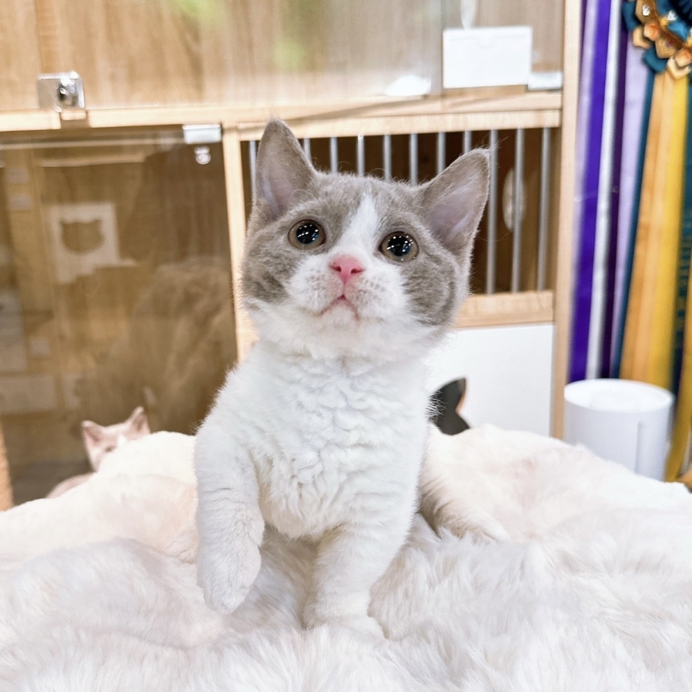 【已有家】曼赤肯