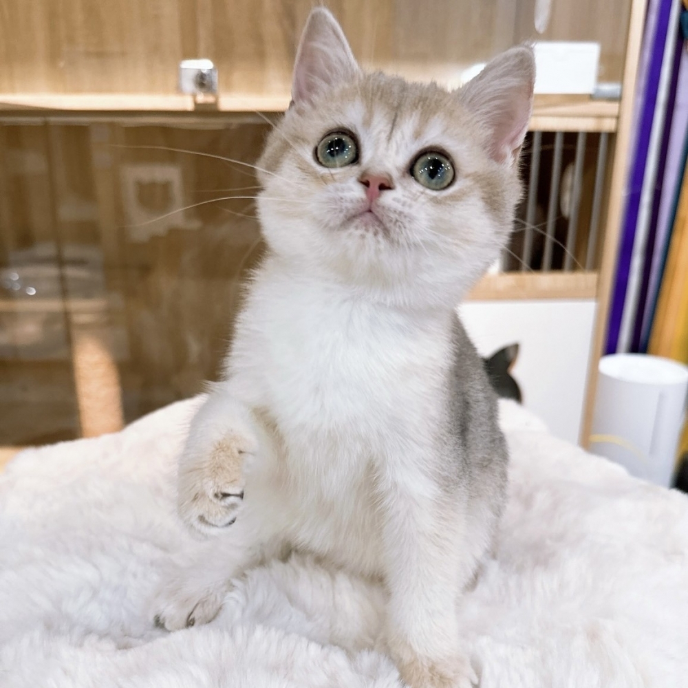 【已有家】英國短毛貓