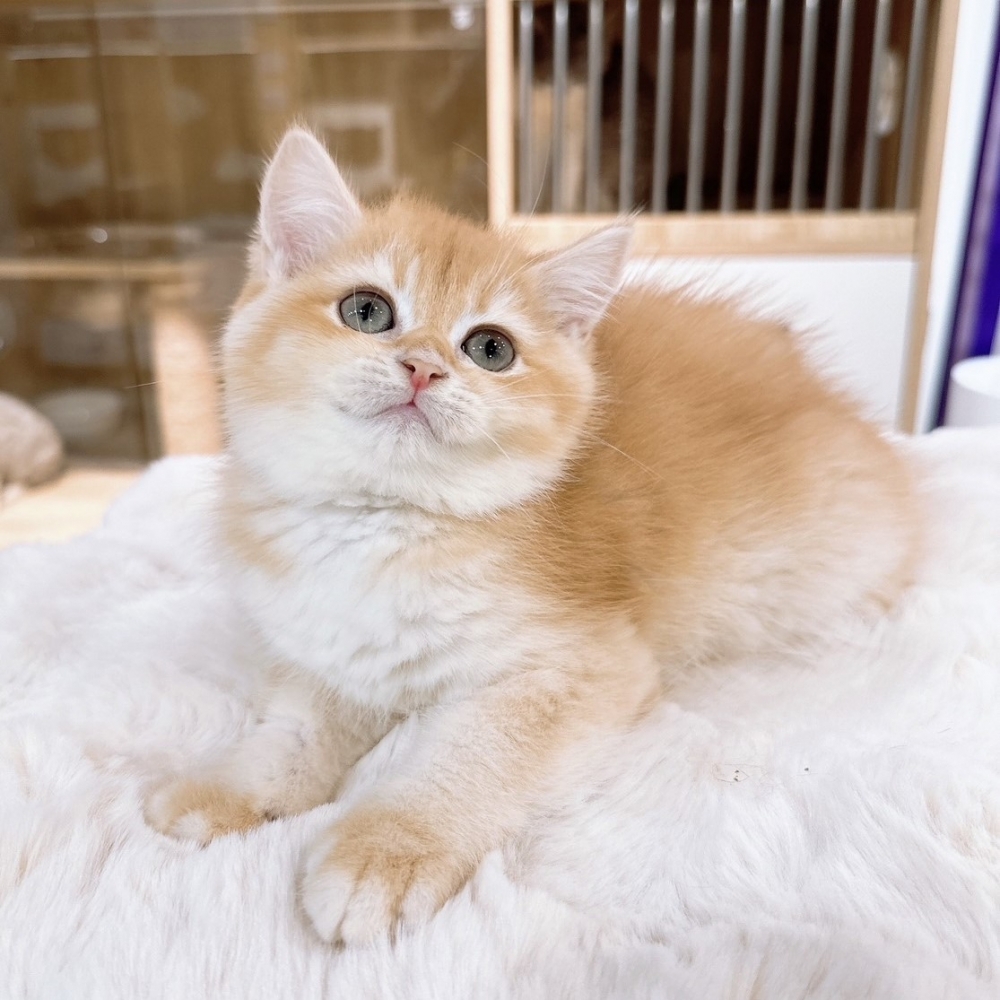 【已有家】英國短毛貓